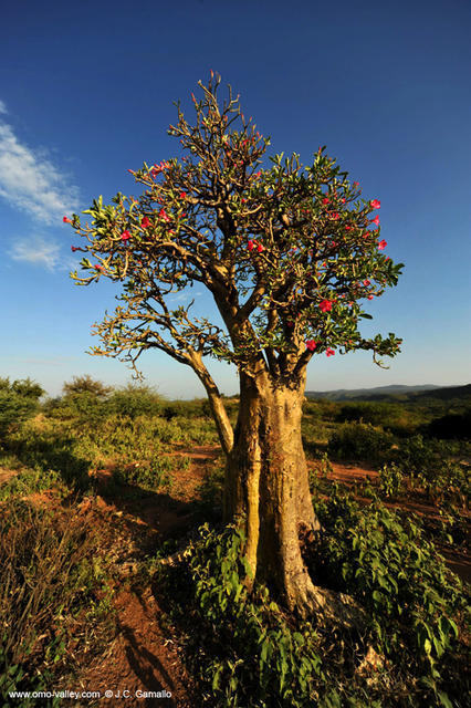 10-arbol-elefante-valle-omo-etiopia 10-arbol-elefante-valle-omo-etiopia