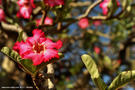 11-flower-elephant-tree