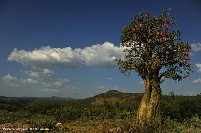 12-arbol-elefante-africa