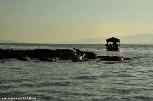 12-cocodriles-chamo-lake-ethiopia