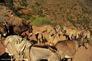 13-el-sod-borana-salt-cratrer-vulcano-ethiopia