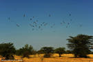 13-pajaros-birds-valle-omo-valley