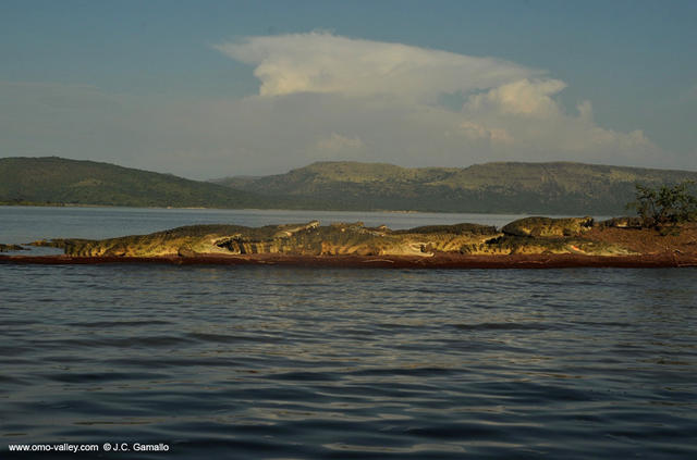 14-cocodriles-chamo-lake-ethiopia 14-cocodriles-chamo-lake-ethiopia