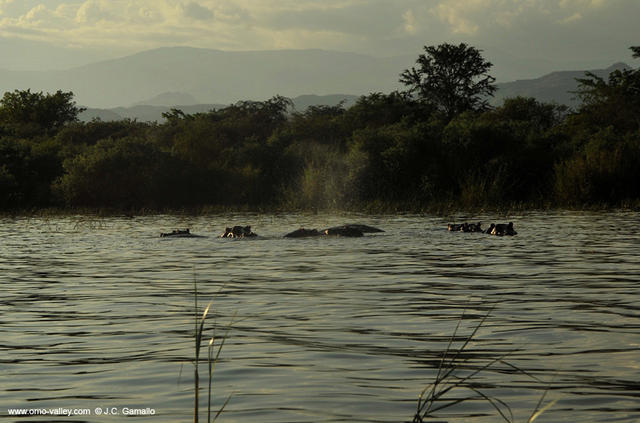 15-hipopotamos-lago-chamo-etiopia