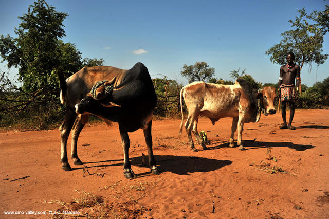 17-dimeka-market-omo-valley-hamer