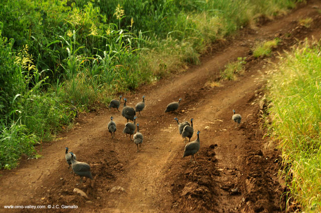 20Parque Mago park omo valley ethiopia 20Parque Mago park omo valley ethiopia