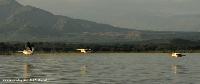 20-pelicanos-lago-chamo-arba-minch-etiopia 20-pelicanos-lago-chamo-arba-minch-etiopia