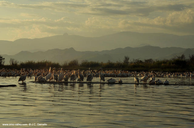 22-pelicans-chamo-lake-arba-minch-ethiopia