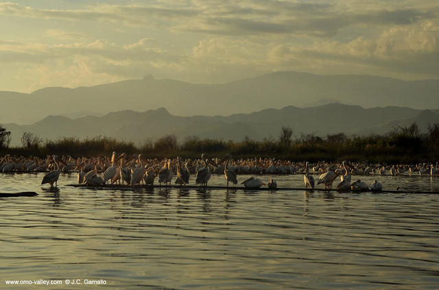 22-pelicans-chamo-lake-arba-minch-ethiopia 22-pelicans-chamo-lake-arba-minch-ethiopia