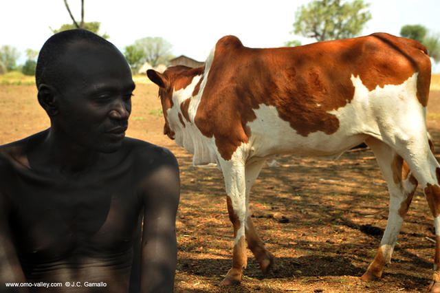 24-mursi-vaca-cow