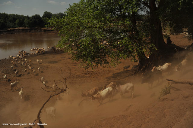 35-omo-river-goat-ethiopia