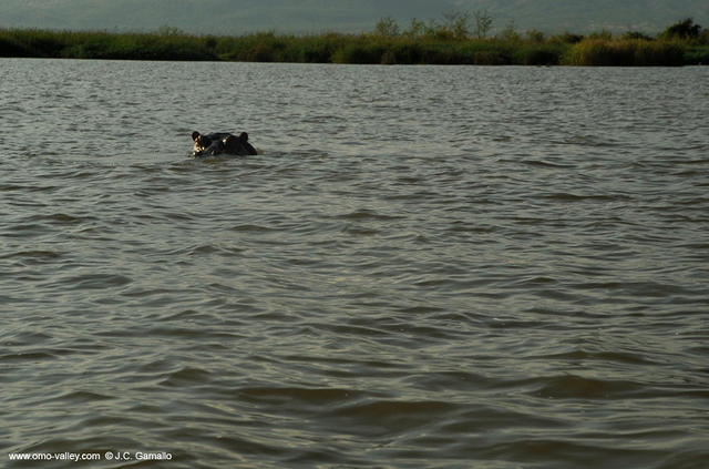7-hippopotamus-chamo-lake-ethiopia 7-hippopotamus-chamo-lake-ethiopia