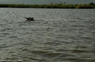 7-hippopotamus-chamo-lake-ethiopia