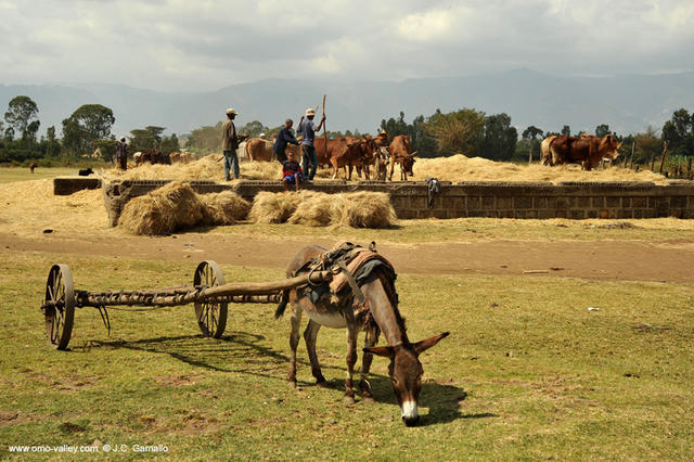 Trillado de los cultivos. Etiopia Trillado de los cultivos. Etiopia